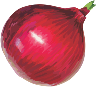 Onion PNG Free Download 12