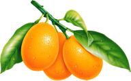 Orange PNG Free Download 38