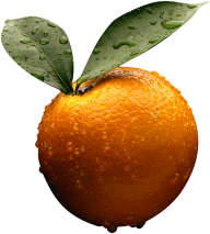 Orange PNG Free Download 41