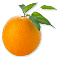 Orange PNG Free Download 55