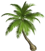 PalmTree PNG Free Download 10