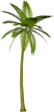PalmTree PNG Free Download 11