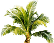 PalmTree PNG Free Download 12