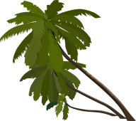 PalmTree PNG Free Download 13