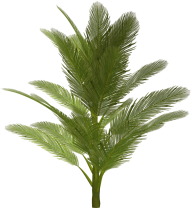 PalmTree PNG Free Download 14