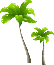 PalmTree PNG Free Download 15
