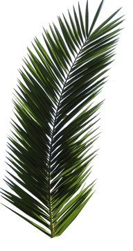PalmTree PNG Free Download 17