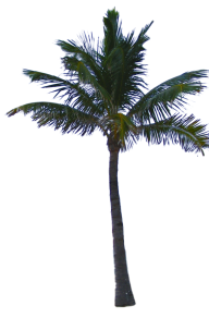 PalmTree PNG Free Download 19
