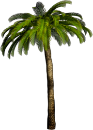 PalmTree PNG Free Download 2