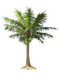 PalmTree PNG Free Download 20