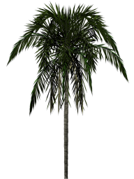 PalmTree PNG Free Download 21