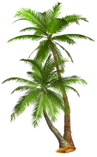 PalmTree PNG Free Download 22