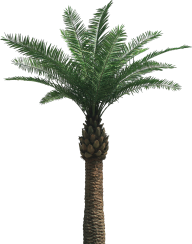 PalmTree PNG Free Download 23