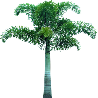 PalmTree PNG Free Download 25