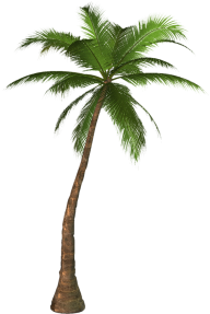 PalmTree PNG Free Download 3