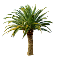 PalmTree PNG Free Download 4
