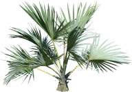 PalmTree PNG Free Download 5