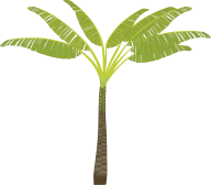 PalmTree PNG Free Download 6