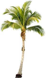 PalmTree PNG Free Download 7