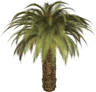 PalmTree PNG Free Download 8