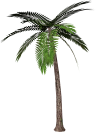 PalmTree PNG Free Download 9