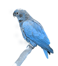 Parrot PNG Free Download 11