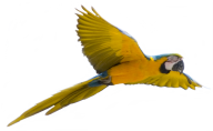 Parrot PNG Free Download 14
