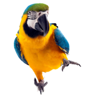 Parrot PNG Free Download 16