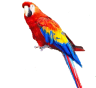 Parrot PNG Free Download 17