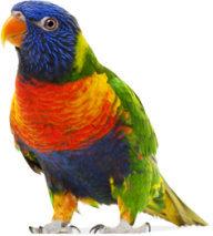 Parrot PNG Free Download 18