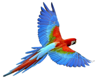 Parrot PNG Free Download 19