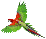 Parrot PNG Free Download 2
