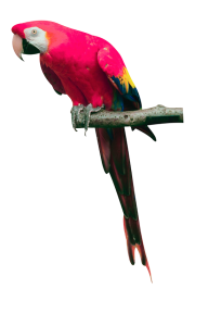 Parrot PNG Free Download 21