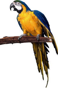 Parrot PNG Free Download 23