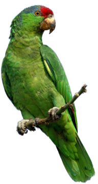 Parrot PNG Free Download 24