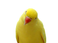 Parrot PNG Free Download 25