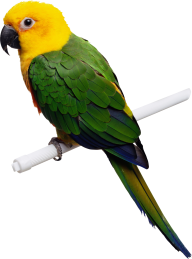 Parrot PNG Free Download 26