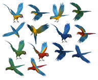 Parrot PNG Free Download 5