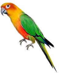Parrot PNG Free Download 7