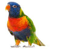 Parrot PNG Free Download 8