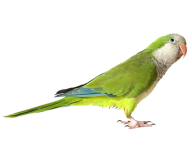 Parrot PNG Free Download 9
