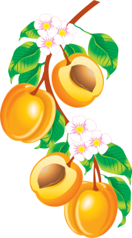 Peach PNG Free Download 12
