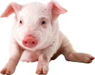 Pig PNG Free Download 1