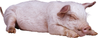 Pig PNG Free Download 10
