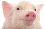 Pig PNG Free Download 11