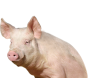 Pig PNG Free Download 12