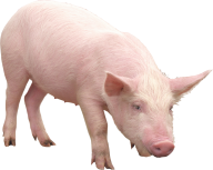 Pig PNG Free Download 13