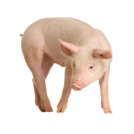 Pig PNG Free Download 16