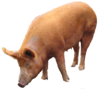 Pig PNG Free Download 17