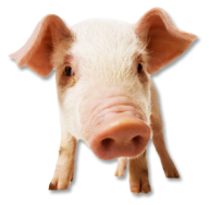 Pig PNG Free Download 19
